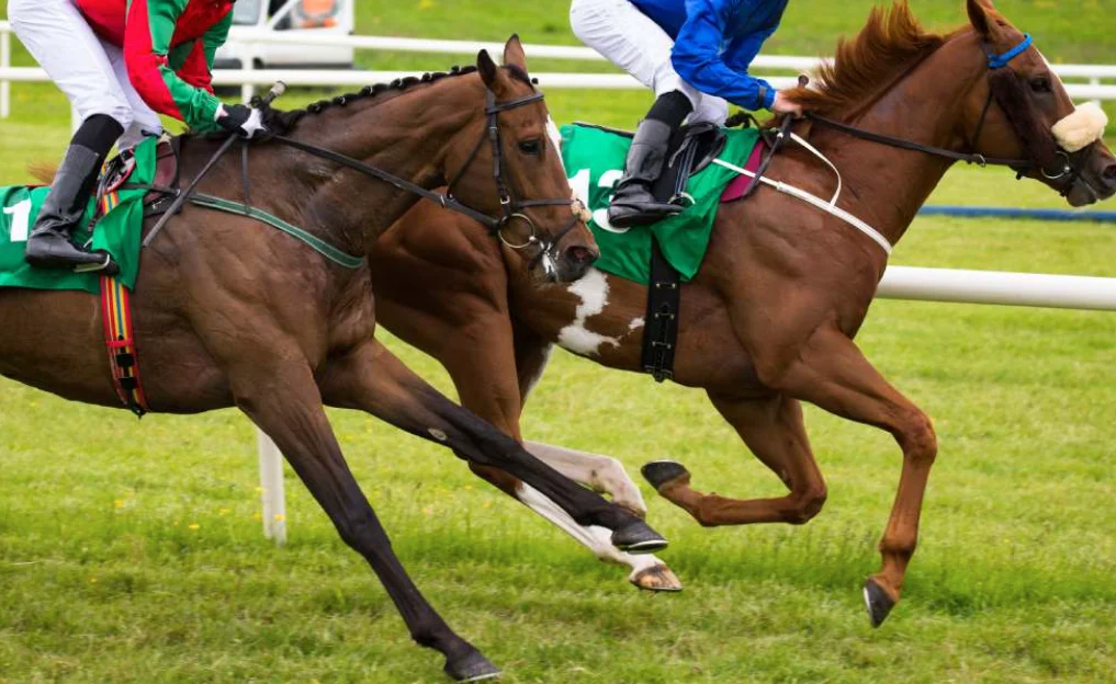 https://turfpronostic.co.uk/